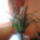 Orchidea_4_767269_19848_t