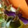 Orchidea_5_767270_64564_t