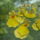 Orchidea_6_767271_94884_t