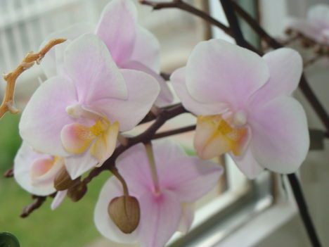 orchidea 8