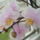 Orchidea_8_767273_31162_t