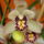 Orchidea_9_767274_48073_t
