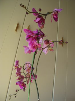 Orchideák 1