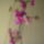 Orchideak_1-002_767790_47361_t
