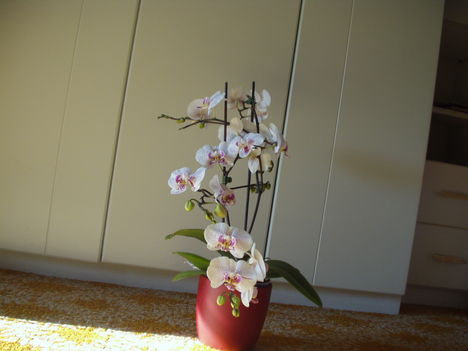 Orchideák 10