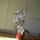 Orchideak_10-001_767799_87418_t