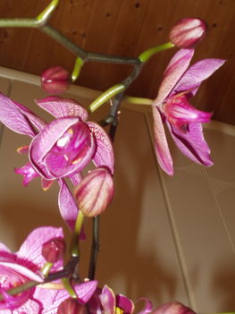 Orchideák 2