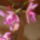Orchideak_2-002_767791_78604_t