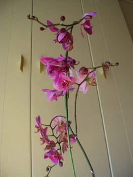 Orchideák 3