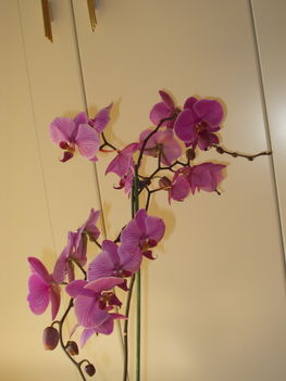 Orchideák 5