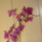 Orchideák 5