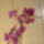 Orchideak_5_767794_38615_t