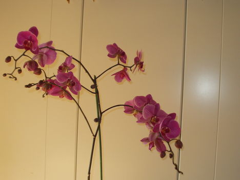 Orchideák 6