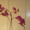 Orchideák 6