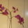 Orchideak_6-001_767795_73566_t