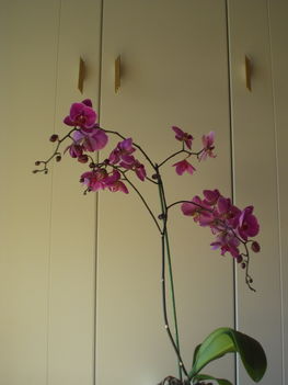 Orchideák 7