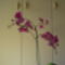 Orchideák 7