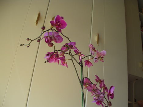 Orchideák 8
