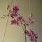 Orchideák 8