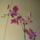 Orchideak_8-001_767797_97463_t