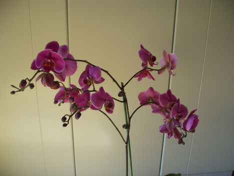 Orchideák 9