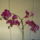 Orchideak_9-001_767798_91764_t