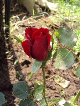 rózsa 2010