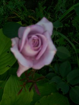 2olo junius 022  rózsám