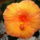 2010_junius_2-001_771137_13619_t