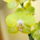 Kicsi3_771444_88065_t