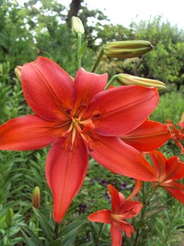liliom 2010 {16}