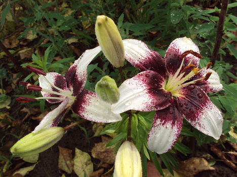 liliom 2010 {18}