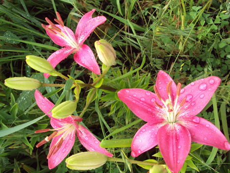 liliom 2010 {19}