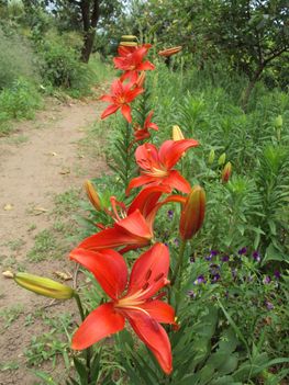 liliom 2010