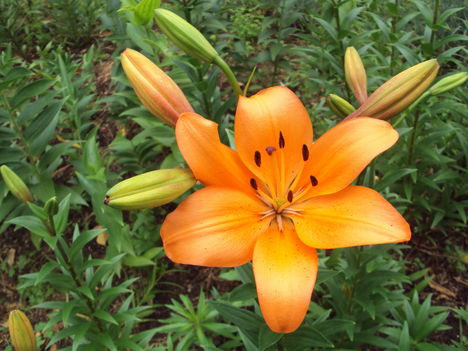 liliom { brunelón} 2010 {15}