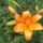 Liliom__brunelon_2010_15_771873_65536_t
