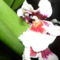 orchidea 1