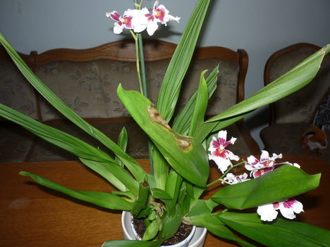 orchidea 2