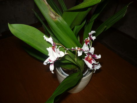 orchidea 3