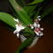 orchidea 3