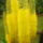 Korbacsliliom_772422_79035_t