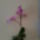 Orhidea-001_772721_51368_t