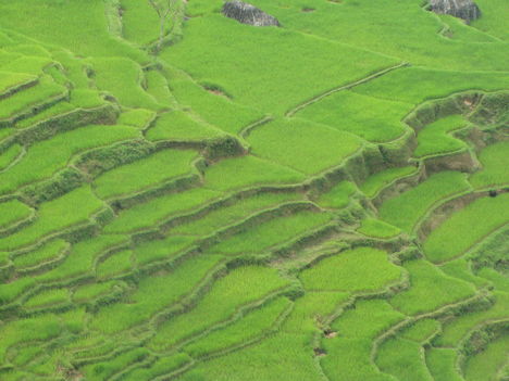 Teraszosan megmûvelt rizsföldek