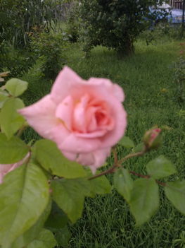 Egy rózsa szál szebben beszél...