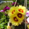 nyáron virágzó kaktuszom1