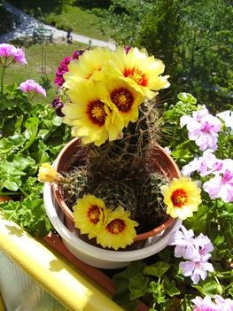 nyáron virágzó kaktuszom2