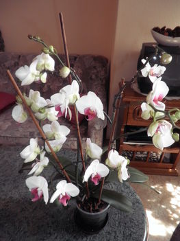 orhidea három virágággal