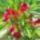 Sotet_cilamen_szinu_leander_2_773047_71513_t