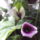 Calla_774256_39952_t