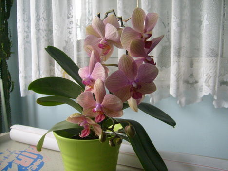 csíkos orchidea